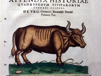 コンラッド・ゲスナー（1516-1565）の『Historia Animalium』の中のL