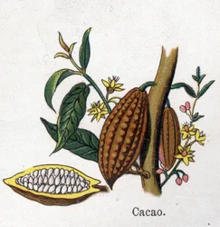 薬用・食用の植物：カカオ。フリードリヒ・エドゥアルド・ビルツ（1842-1922）の「La medication naturelle」に掲載された図版