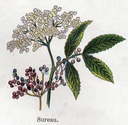 薬用・食品用植物：エルダーベリー。フリードリヒ・エドゥアルド・ビルツ（1842-1922）の「La medication naturelle」に掲載された図版