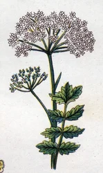 薬用植物と食用植物：大規模なロカージュ。フリードリヒ・エドゥアルド・ビルツ（1842-1922）の「La medication naturelle」に掲載された図版