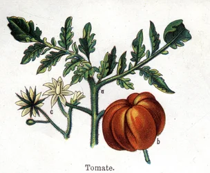 薬用植物と食用植物：トマトフリードリヒ・エドゥアルド・ビルツ（1842-1922）の「La medication naturelle」に掲載されている図版