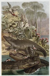 ナイルワニ - ナイルワニ (Crocodylus niloticus) - Alfred Edmund Brehm (1829-1884) による「Brehm