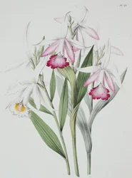 蘭Sobralia liliastrum "Sertum Orchidaceum" より
