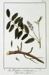 Ordinary liqulisse (Glycirrhiza glabra) - "Exercises de botany à l
