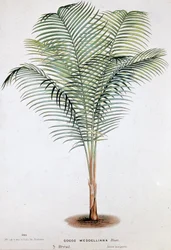 Palm Cocos Weddelliana（ブラジル） - 植物図鑑