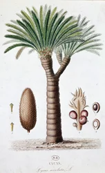 Palm Cycas Revoluta - ボタニカルボード