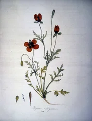 Papaver Argemone（ケシアルゲモーネの花と植物）。19世紀のハーバリウム。