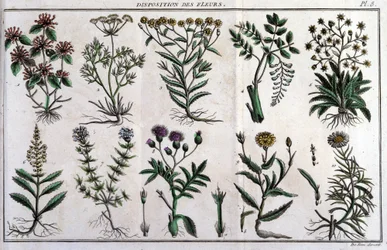 花の提供：「Flora Françoise（フランスに自生するすべての植物の簡単な説明）」では、新しい分析方法に基づいて整理されており、医学的にはあまり正当化されない美徳とその利用法の引用が付け加えられています。