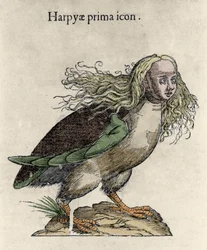 ハーピーの表現 ウリッセ・アルドロヴァンディ（1522-1605）の版画「Monstrorum Historiae」、ボローニャ 1642年