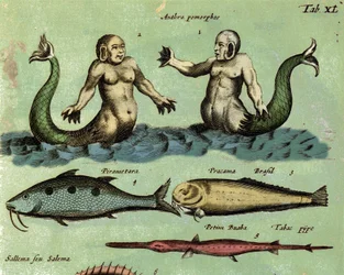 動物図鑑に記載されている幻の海洋生物、サイレンとトリトンを表現しています。詳細17世紀