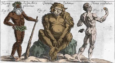 さまざまな怪異な生物の表現。森の人または毛深い男、オランウータン（オランウータン、オラン・ウータン、オランウータン）、そして尾を持つ男。ヨハン・ツァーン著『驚異の世界の秩序』所収の図版、1696年。ミラノ。
