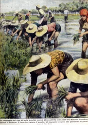 1954年のミラノ周辺での稲の植え替え。