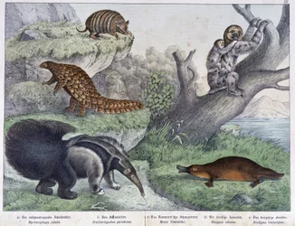 齧歯類。Tatou, lazy, ant - "Natural histories of mammals", ed.シュライバー