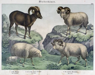 羊。ヒツジ、ラム、アイベックス......「Histoires naturelles des mammals」（哺乳類の自然史）編。Schreiber