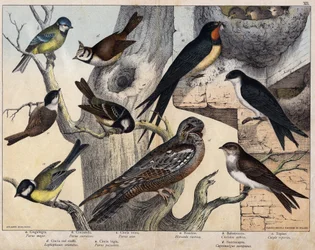 左の5羽 - a: シジュウカラ（Parus major）、b: アオガラ（Parus coreulus）、c: ヒガラ（Parus ater）、d: カンムリガラ（Lopophanes cristatus）、e: ハシブトガラ（Parus palustris）。右の4羽 - a: ツバメ（Hirondo rustica）、b: ツバメ