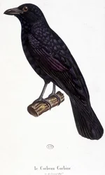 コービン・レイヴン - natural history board