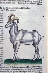 コンラッド・ゲスナー(1516-1565)の『動物史』に登場するアイベックス、ティグリ