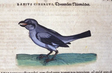 コンラッド・ゲスナー(1516-1565)の『動物史』に登場するモズ、Tiguri