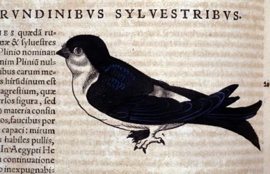 コンラッド・ゲスナー(1516 - 1565)の『動物史』に登場するスウィフト、ティグリ