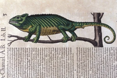 Konrad GesnerのHistoriae animaliumの後のカメレオン、Tiguri
