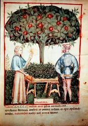 イブン・ブトランによる医学・栄養学「Tacuinum sanitatis」の乳搾り後のマジョラム・イルミネールの採取