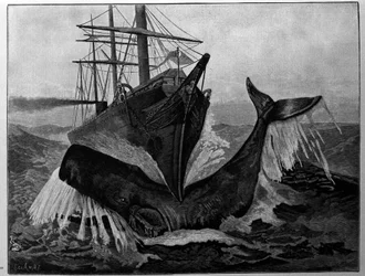 ボートと寝ているクジラの衝突。