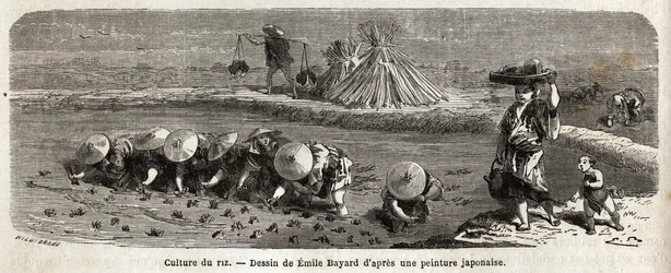 稲の栽培：第二段階、種を移植する、慎重にタフトをずらして配置して移植する、ここで稲が成長して収穫前に熟さなければならない、囲いのダムの上に、鳥を追い払うために藁の胎児を配置する