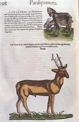コンラッド・ゲスナー(1516-1565)の『Historia Animalium』に登場する鹿、Tiguri