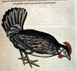 コンラート・ゲスナーの「Historiae animalium」の後の家庭用雌鶏、ティグリ