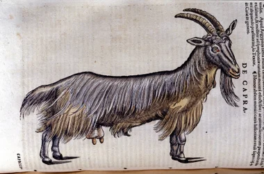 Konrad GesnerのHistoriae animaliumの後のヤギ、Tiguri