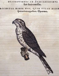 コンラート・ゲスナーの『動物誌』に基づくタカ、ティグリ、1560年。ブライデンセ国立図書館、ミラノ
