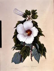 アイビスカスです。ボタニカルボード。