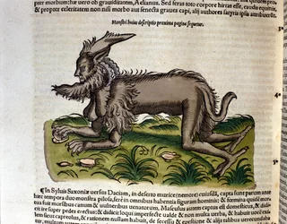 コンラート・ゲスナーの『動物誌』に収録されたマンティコア、ティグリ 1560年。ミラノ、ブライデンセ国立図書館