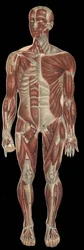 体の前部にある頭部、体幹、四肢の筋肉。F.E.Bilz.1898の "The new natural medication "に掲載されています。