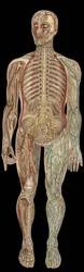1898年、F.E.ビルツの「新しい自然療法」に掲載された神経系のボード。