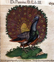 コンラート・ゲスナーの『動物誌』に基づくクジャク、ティグリ、1560年。ブライデンセ国立図書館、ミラノ