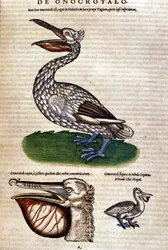 ペリカン（Konrad Gesner著「Historiae animalium」より）、Tiguri