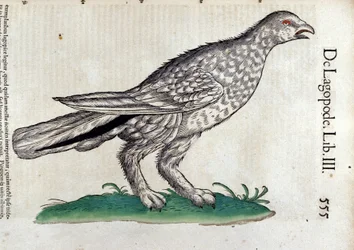 コンラッド・ゲスナー(1516-1565)の『Historia Animalium』に登場する雷鳥(Tiguri)。