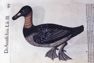 コンラート・ゲスナーのHistoriae animaliumにちなんで、赤首のアヒルがTiguri