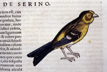 コンラッド・ゲスナーの「Historiae animalium」に掲載されているセリンは、ティグリ