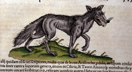 コンラート・ゲスナーの『動物誌』に基づくオオカミ、ティグリ、1560年。ブライデンセ国立図書館、ミラノ