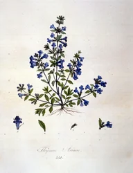 タイム(Thyme)19世紀の彫刻。