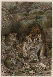 タイガーと子グマ - タイガー（Panthera tigris）と子グマ - Alfred Edmund Brehm (1829Ð1884)の「Brehm