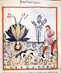 医学書「Tacuinum sanitatis」14世紀。リトリーブ・マンドレーク。ビビロッテカ・ナツィオナーレ・ブライデンセ。ミラノ
