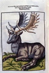 Conrad Gesner (1516 - 1565)のHistoria AnimaliumにおけるUn reindeer (cervidé), Tiguri