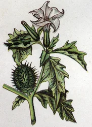 静脈性植物：スピナス・アップルのストラモイン。フリードリヒ・エドゥアルド・ビルツ（1842-1922）の『自然の薬』に掲載された版画