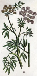 静脈性の植物：水性ヘムロック、水生ヘムロック、別名フェラスヘムロック（Cicuta virosa）。Friedrich Eduard Bilz (1842-1922)の「The natural medication」に掲載されている図版。