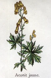 Venenous botanical plants: yellow aconit.フリードリヒ・エドゥアルド・ビルツ（1842-1922）の『自然の薬』に掲載された版画