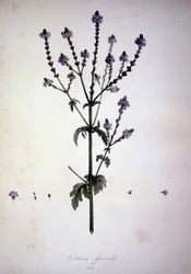 バーベナ・オフィシナリス（Verbena officinale）。19世紀のハーバリウム。