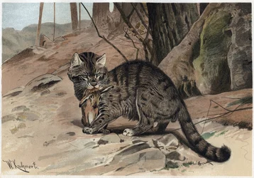ヤマネコ（Felis silvestris） - Alfred Edmund Brehm (1829Ð1884)の「Brehm